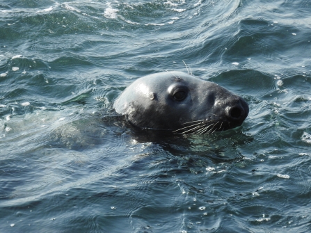 Male grey seal with classic roman nose