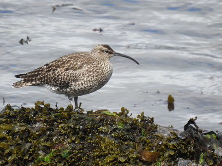 Photo of whimbrel resting