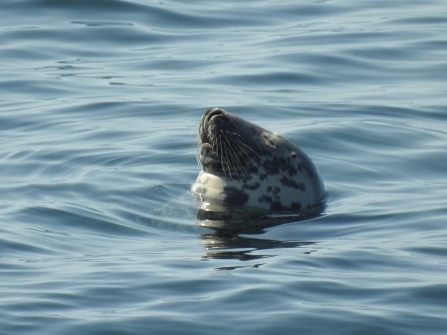 A grey seal's head floating in a blue ocean as it appears to take a nap