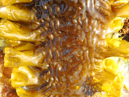 Sugar kelp by Claire Lewis