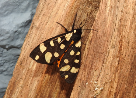 Cream-spot tiger moth by Claire Lewis