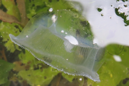 "Crystal Jelly" a think clear jelly-fish like shape floats above seaweed with minute white tentacles