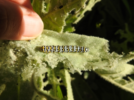 Photo of Mullein moth caterpillar - Claire Lewis