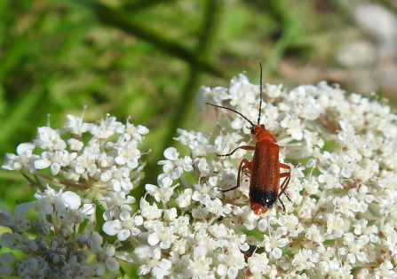 A long red soldier beetle with definitive black stripe on rear sits atop small white flowers