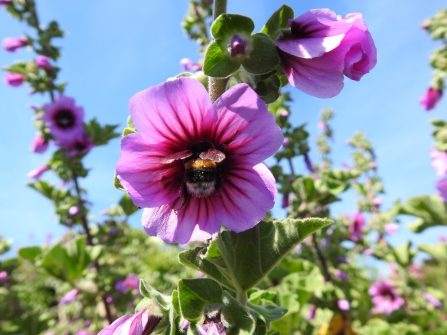 A bumblebee buries itself in the dark purple centre of a lilac tree mallow flower