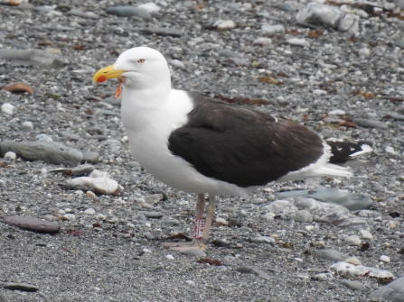 LAH1 Great Black-backed Gull by Claire Lewis