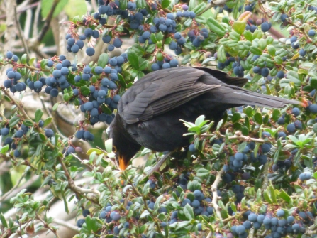 A male blackbird sits in a shrub and feasts on the blue berries that surround it