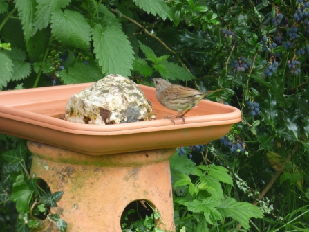 A house sparrow perches on the edge of a plant pot dish balanced on top of a terracotta pot which forms the homemade bird bath
