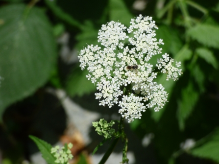 A tiny solitary bee on ground elder