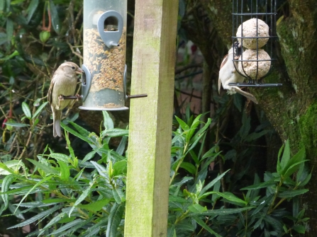 House sparrows perch on bird feeders - one fullf of seed, the other containing fat balls
