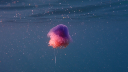 An ethereal image- a small blue jellyfish (actually purple gradual changing to pink) floats through an indigo ocean. Speckles of light around the jellyfish appear pink like fairy dust