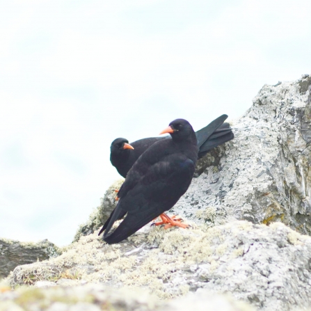 The striking red beak and feet of these Choughs makes them clearly distinguishable from their crow relatives. Perched on a rocky outcrop against a bright white background, these choughs represent and return of native species to Cornwall.