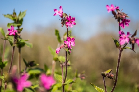 Pink wilflowers shoot up above lush green hedges against a bright blue sky