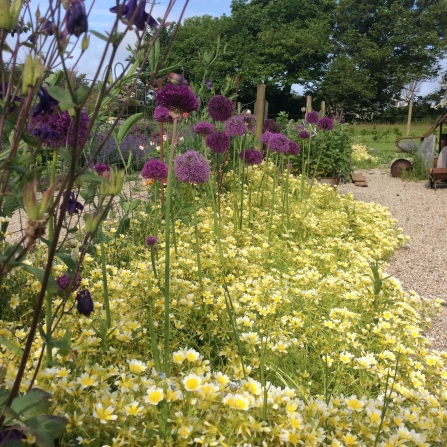the round violet flowers of wild onions and sand leeks stand tall on their green stems like lollipops, rising above the bed of yellow chamomile below. In the background, galvanised pots lie artistically on a gravel lawn and trees stand tall behind.