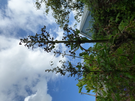 Tall Figwort plants in the garden_Rowena Millar