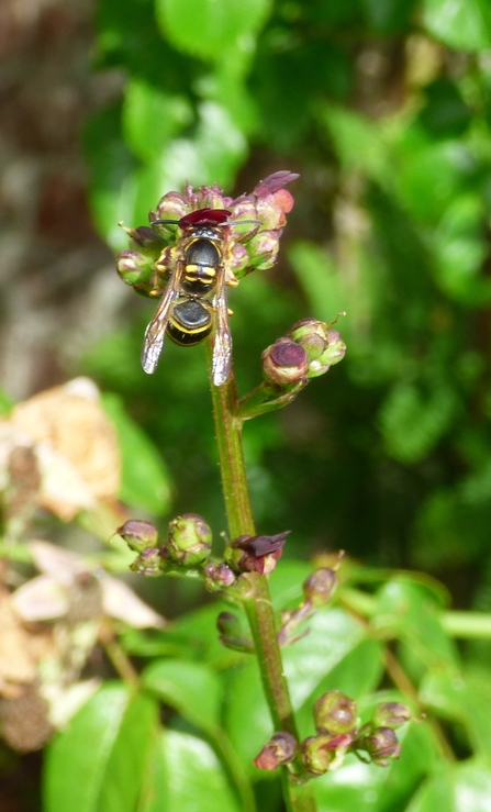 Wasp feeding on Figwort_Rowena Millar