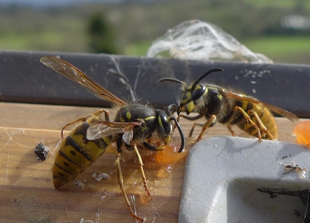 Wasps in the loft_Rowena Millar