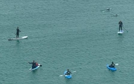 Paddleboarders around common dolphins, Cornwall Aug 2020, Photo by Peter Nason