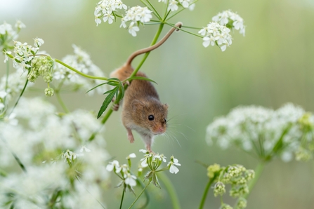 A Harvest Mouse on Cow Parsley