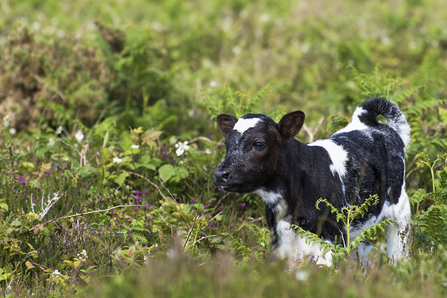 Calf on farm amongst the greenery