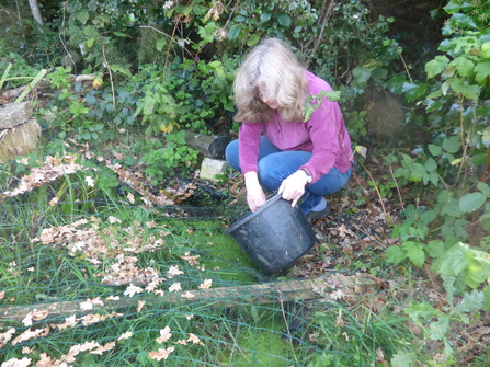 Rowena collecting acorns and oak leaves in a bucket
