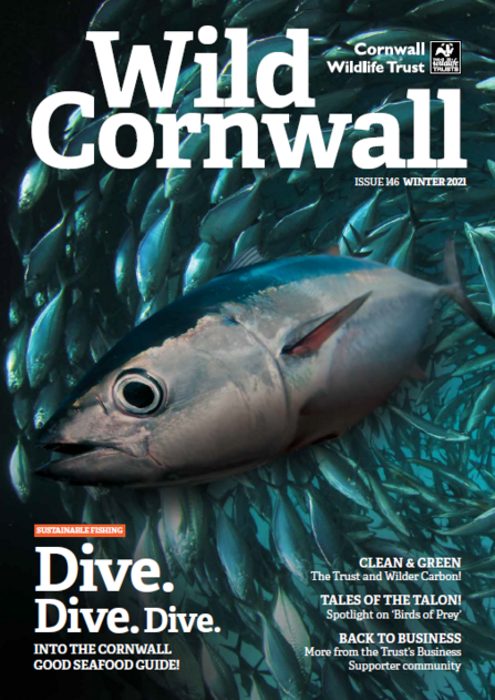 Wild Cornwall Issue 146 - Winter