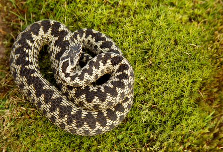 Adder, Image by Danny Green/2020VISION