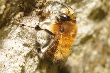 Hairy-footed Flower Bee, Image by Kevin Thomas