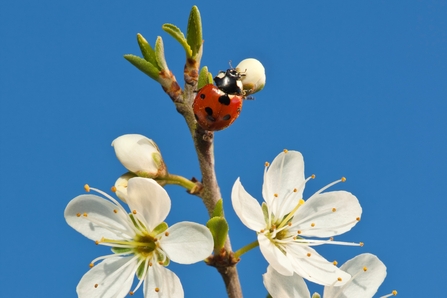Ladybird on blackthorn, Image by Guy Edwardes/2020VISION
