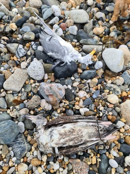 Pair of stranded seagulls, Image by Rachel Gregory/Cornwall Wildlife Trust