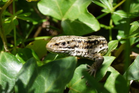 Common Lizard - near Lostwithiel. Image Laura Snell