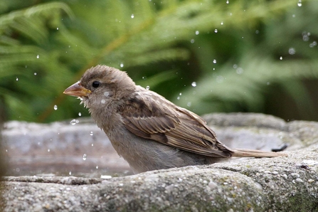 House sparrow bathing. Image Margaret Holland
