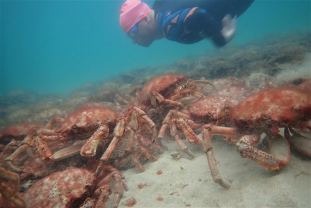 Snorkeller and spider crabs. Image by Matt Slater