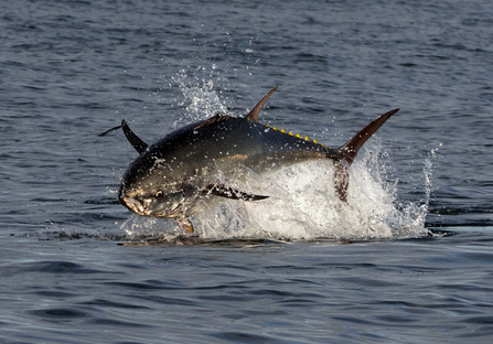 Atlantic bluefin tuna. Image by Bill Hall