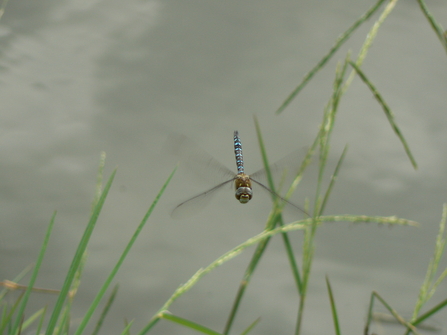 Hovering Migrant Hawker dragonfly. Image by Neil Phillips