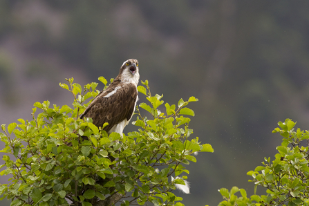 Osprey on tree. Image by Peter Cairns