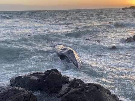 Fin whale washes up near Perranuthnoe in Cornwall, Image by Dan Jarvis/BDMLR