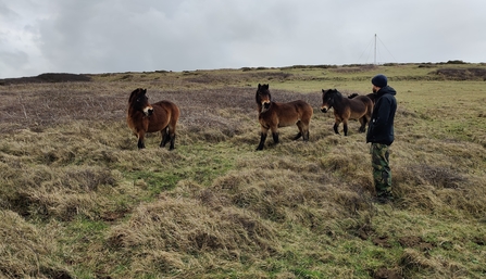 Exmoor ponies and Penhale Dunes Ranger, Jon Cripps