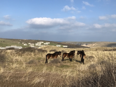 Exmoor ponies at Penhale Dunes