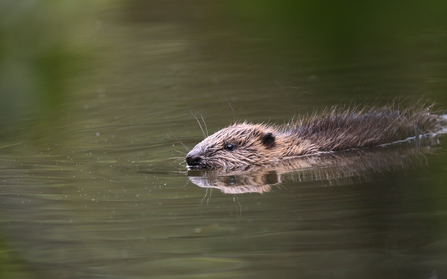 Young Cornish beaver, image by Adrian Langdon