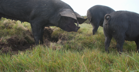 Cornish Black Pigs. Image by Nina Constable