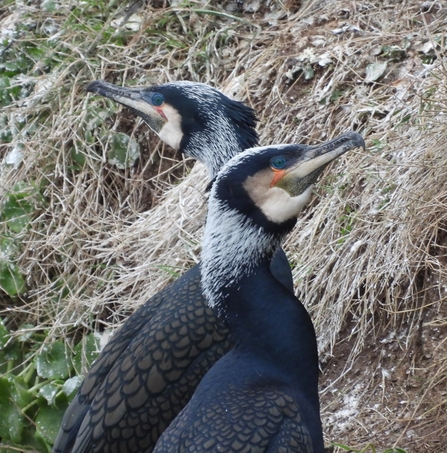 Cormorants in breeding plumage. Image by Claire Lewis