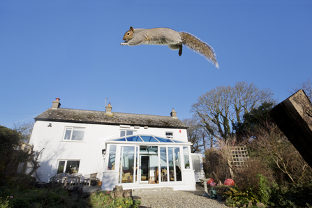 Grey squirrel leaping in the garden