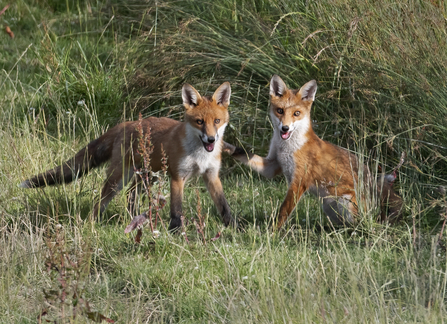 Fox cubs playing