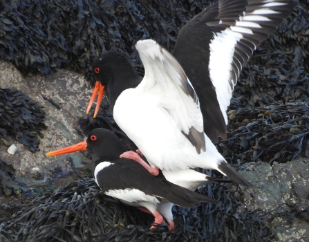 Oystercatchers with springtime intentions on Looe Island Nature Reserve. Image by Claire Lewis