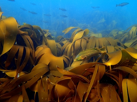 Wrasse amongst a kelp bed