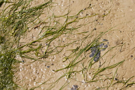 New growth of seagrass fronds in restoration area