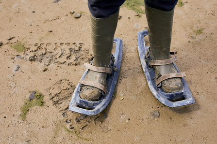 Snow shoes used as mud shoes to prevent damage to mud flats