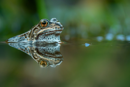 Common frog alerted