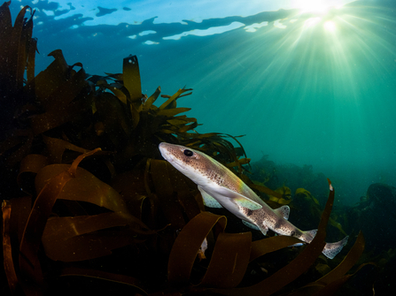 Small-spotted catshark swimming past a bed of kelp